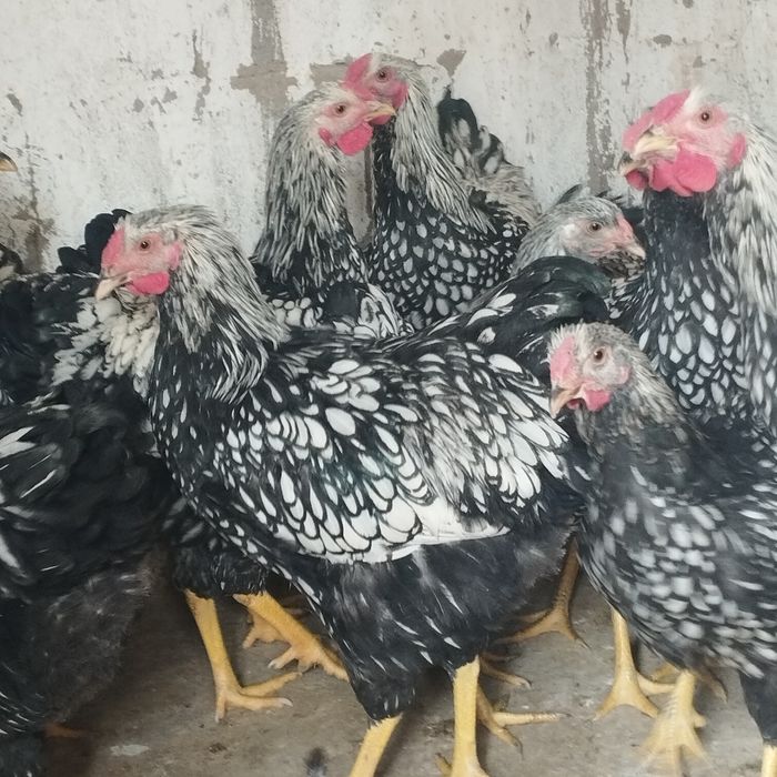 Продам куры домашние