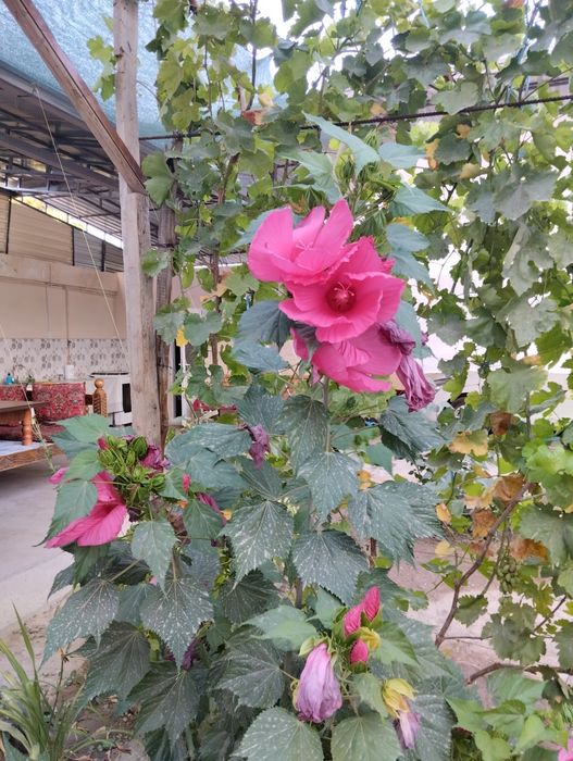 Продаются дом цветы и саженцы