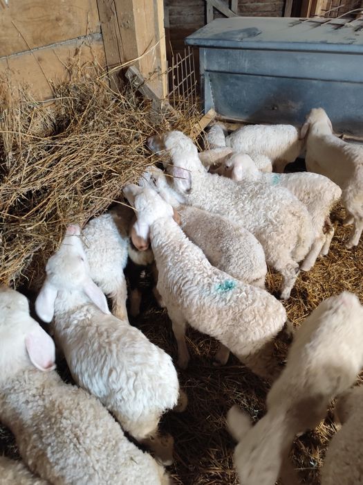 Vând miei de prăsilă rasa assaf (doar berbecuți)