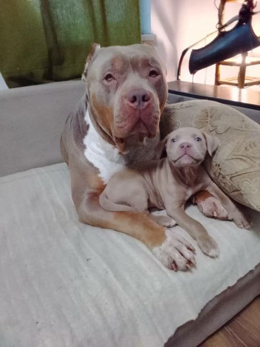 Американско були ХЛ