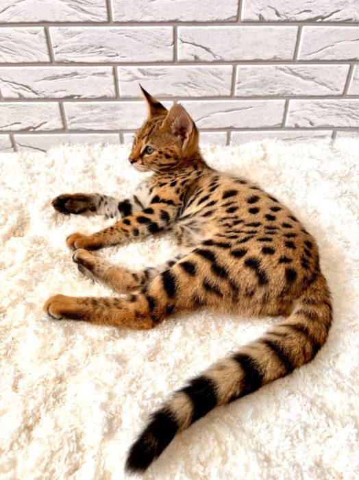 Саванна  мальчик