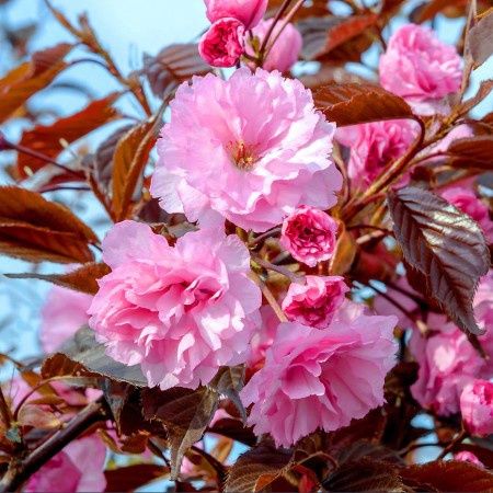 Cires Japonez Royal Burundy