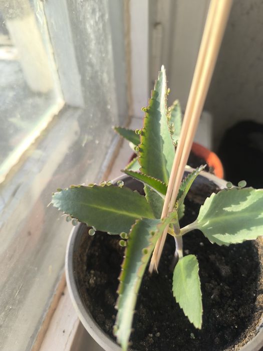 Растения каланхоэ