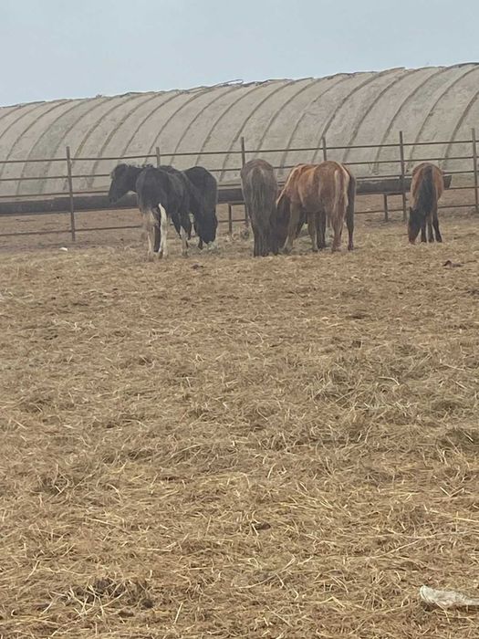 2025 жылғы семіз тайлар сатылады