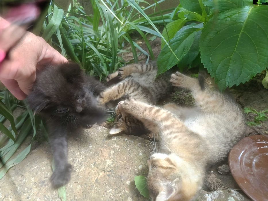 Подарявам малки котенца