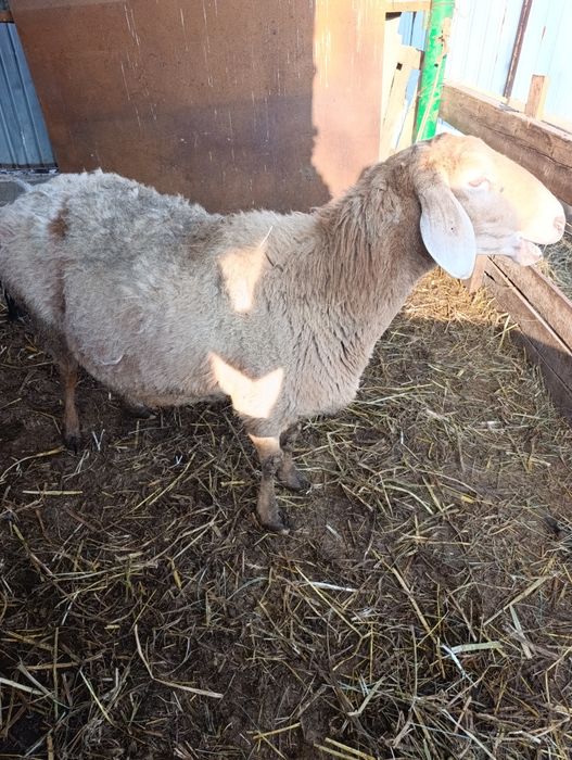 4 матки с ягнятами гиссар