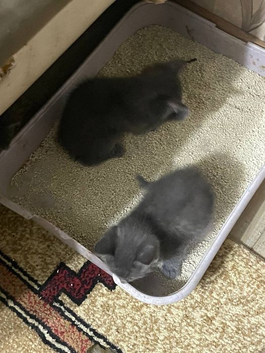 Отдаем котят в добрые руки