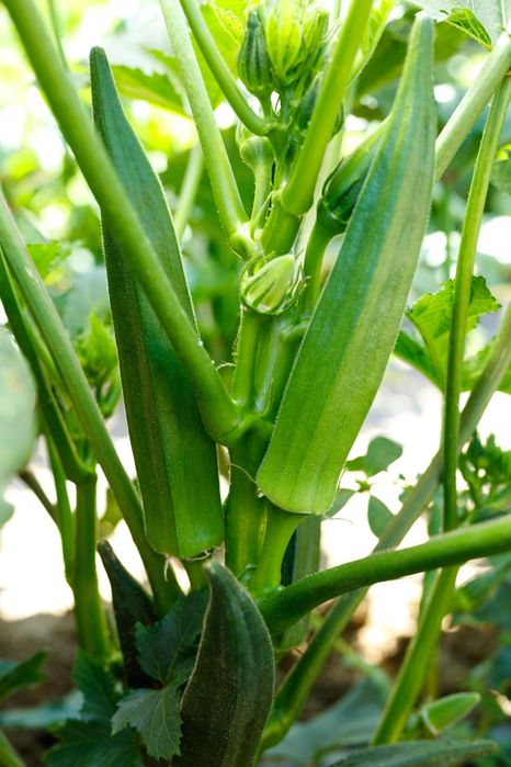 Bame " Okra soi Italian " Sicilia ( 130 seminte