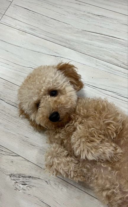 Мальтипу кобель вязка Караганда