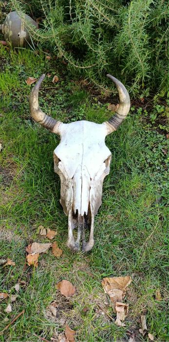 Кукерски маски рога черепи от крави, лисици, язовци,чакали,опашки
