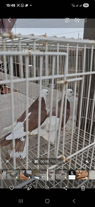 Кызыл акбас сатамын