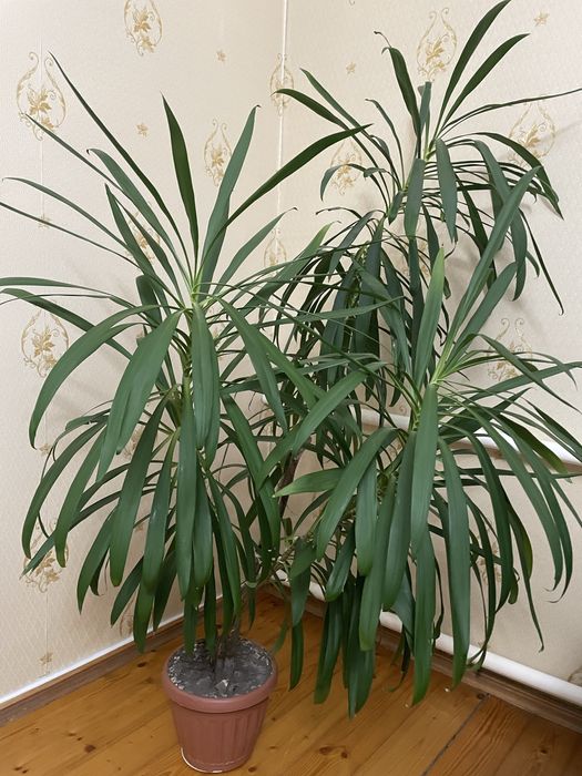 Комнатная пальма, высота 1.60 см, не прихотливая