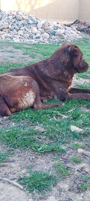 Шенки . Күшіктер