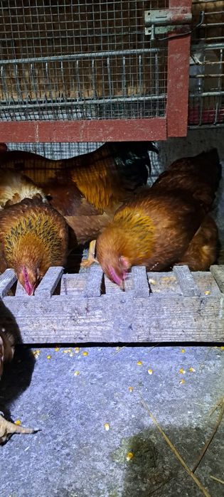 Ouă incubat rasele Australorp, Brahma, Isa Brown