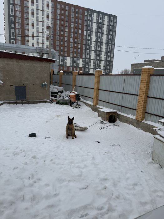 Продам бельгийскую овчарку