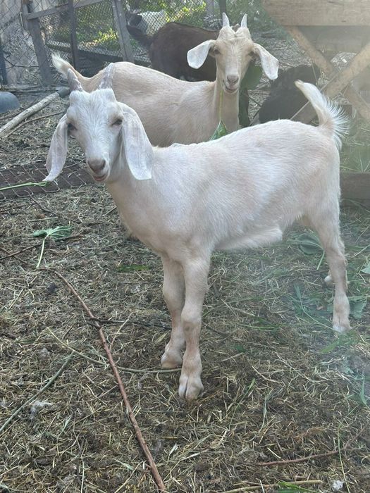 Англо- нубийские козлята