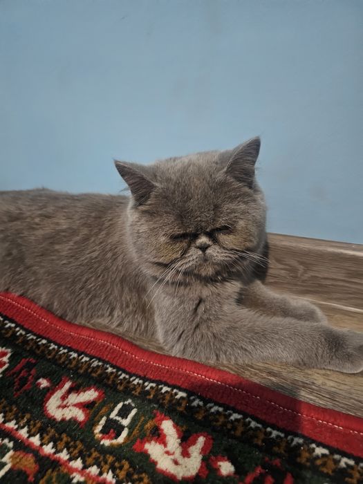 Домашний персидский кот