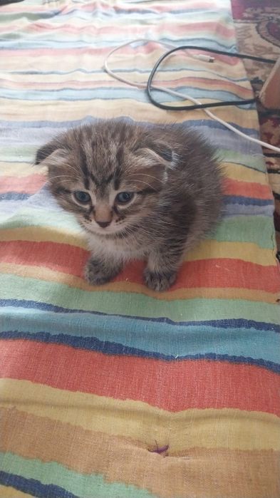 Отдам котят бесплатно