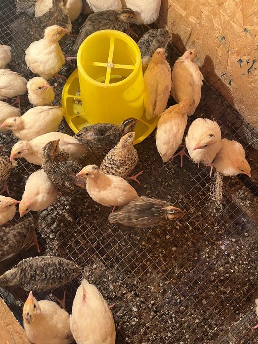 Бөдене балапаны, перепелёнок