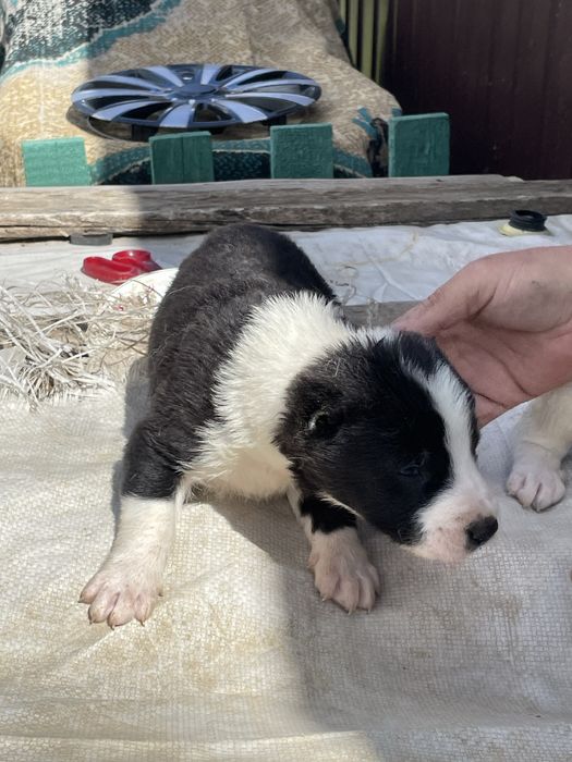 продам щенки алабая