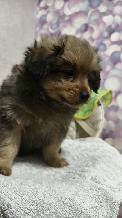 Продам щенков шпица метисы !