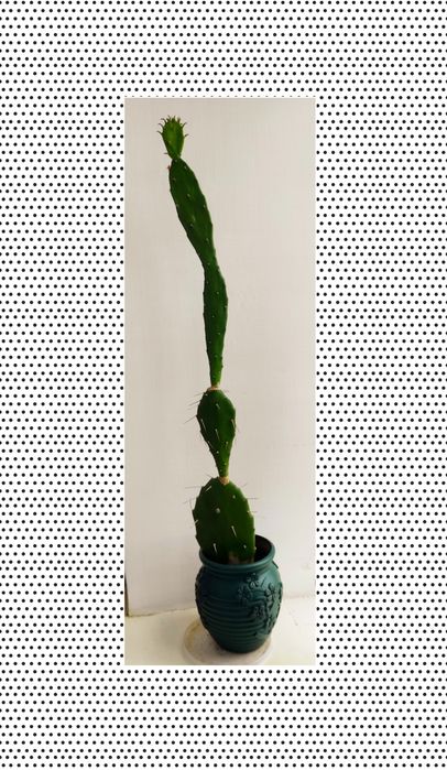 Комнатные цветы и растения