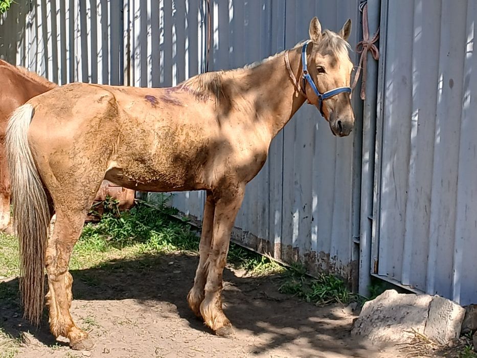 Айғыр сатылады  продам жеребца