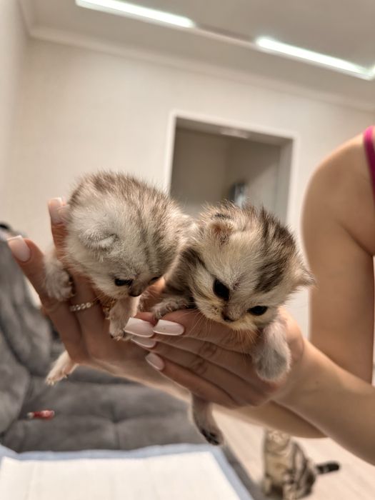 Шотландские котята