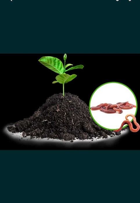 биогумус - калифорния қизил чувалчанги ёрдами билан ишлаб чиқарилган