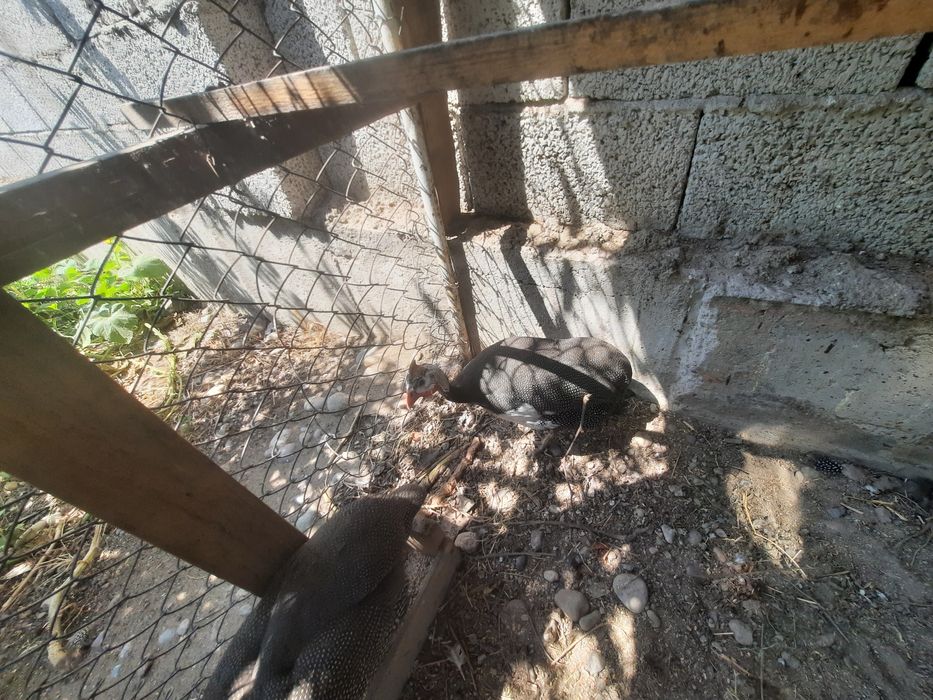 Цыплята и куры голуби