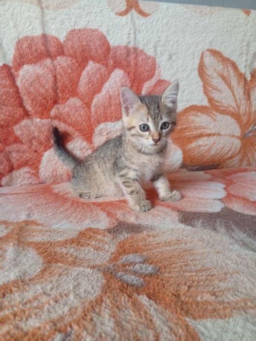 Отдам котенка в новый дом