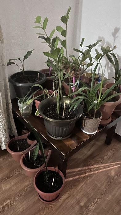 Домашние растения по 2000т