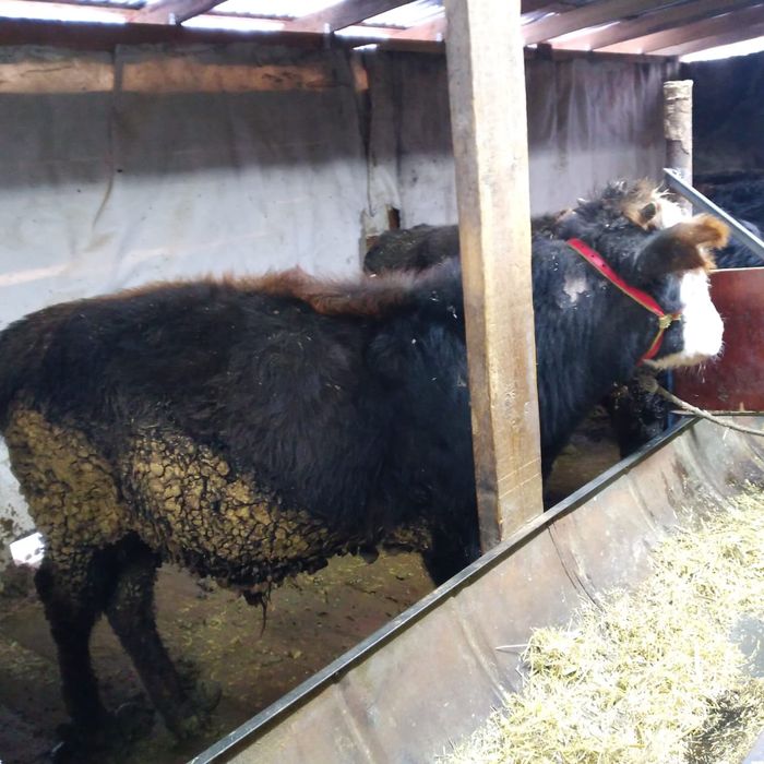 Бычки 11 месячные