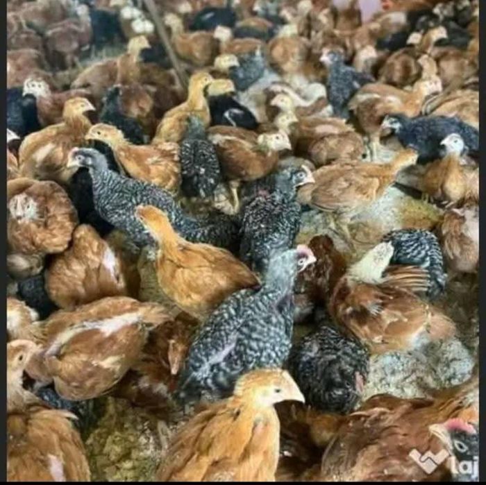 Rate,pui zburati alb de carne rasa mixta(transport gratuit)t