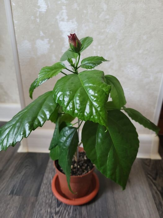 Продам китайскую розу гибискус