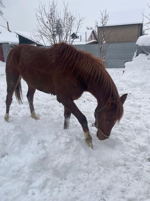 Ат сатылады! Құнан 2,9 ай