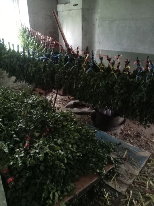 Веники березовые. Отличного качеста