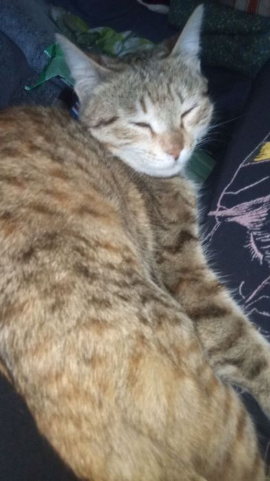 Отдам даром девочку в добрые руки