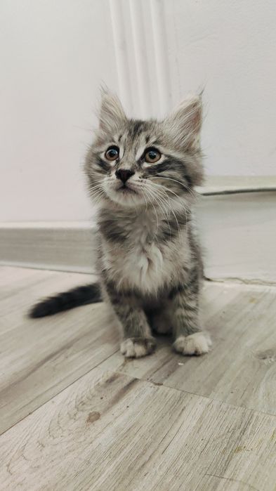 Маленький котенок ищет добрые руки