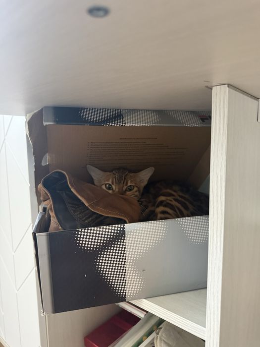 бенгальский котенок