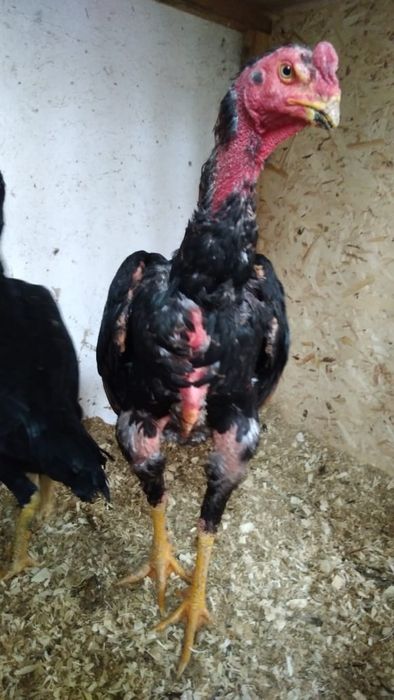 Бойцовский Петухи