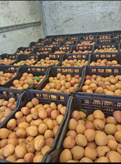 Vand caise de tuica coapte si aromate trasport in toata tara