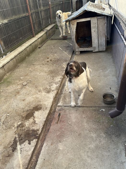 Donez brac germac sârmos