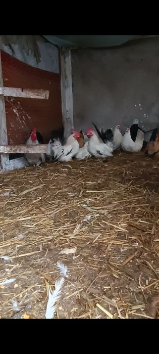 Cocoșei chabo de prăsilă