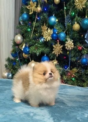 Puiuti Pomeranian