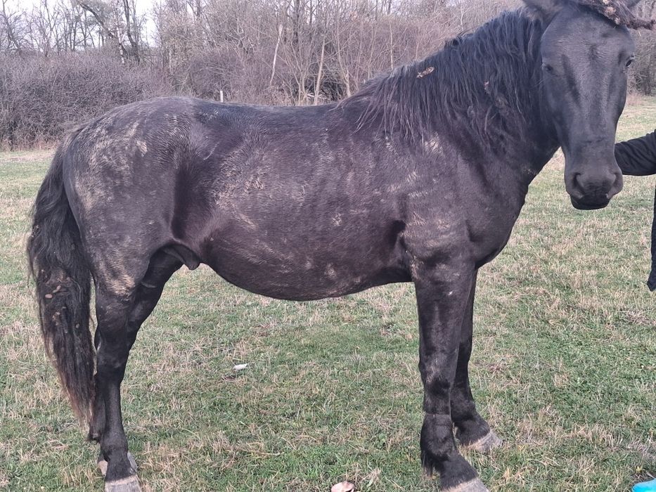 Cal de vânzare varsta 3 ani