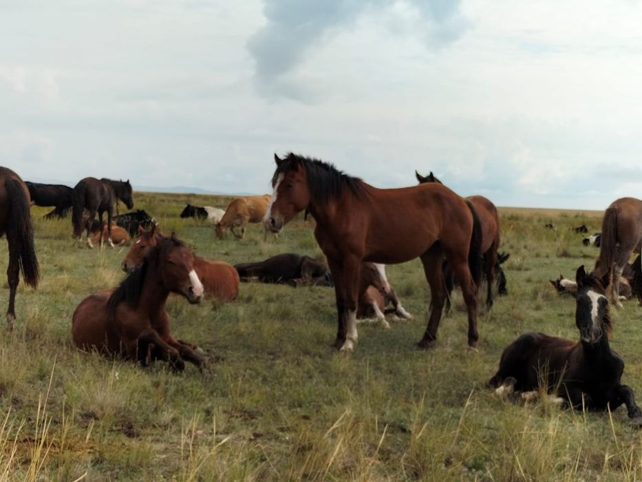 Лошади. Две верховые.