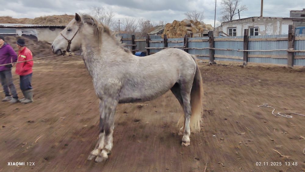 Продам жеребец 7 лет тай айгыр