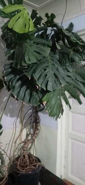 Monstera - dekor uchun ideal o‘simlik