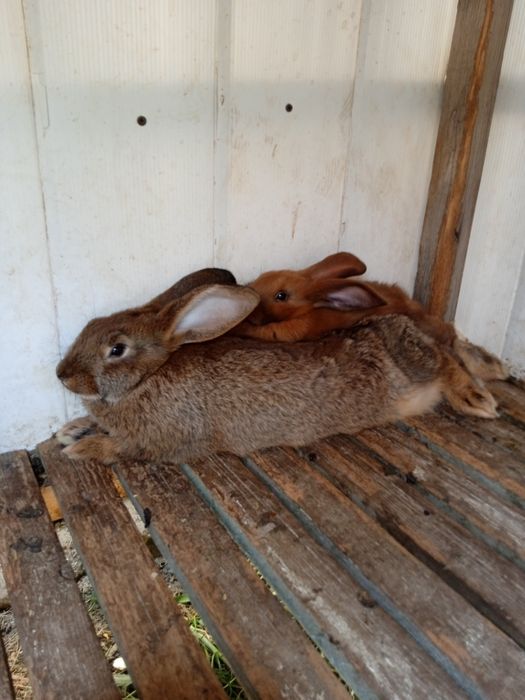 Продаются крольчата